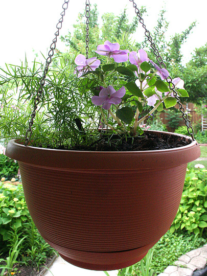 Asparagus fern and impatiens