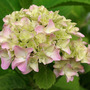 Camraw_018