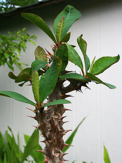CROWN OF THORNS