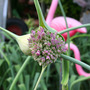 Camraw_010