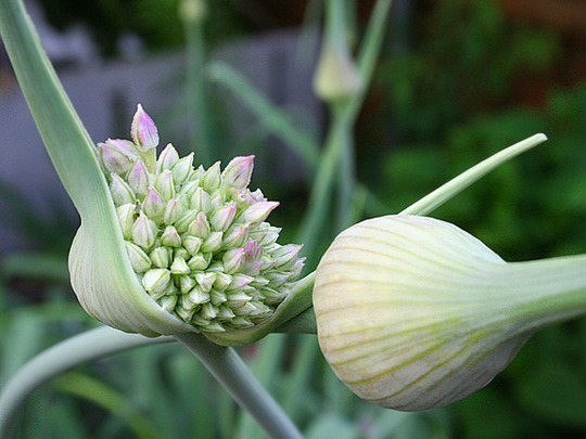 ELEPHANT GARLIC