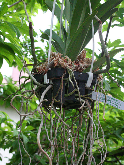 Orchids-Vanda/Ascocenda