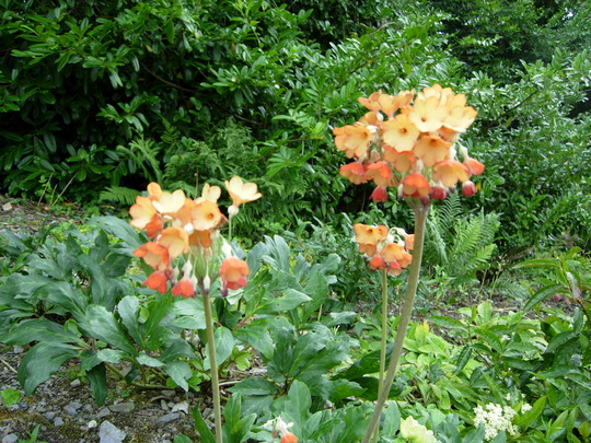 Bog Garden Aberglasney