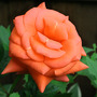 Camraw_003