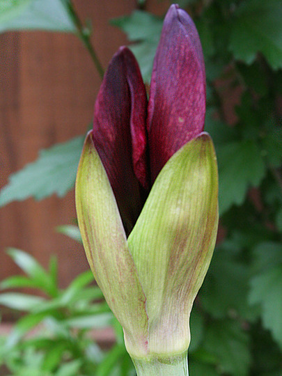 RED AMARYLLIS