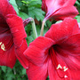 Camraw_007