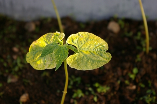 A garden flower photo (Phaseolus vulgaris (Climbing French bean))