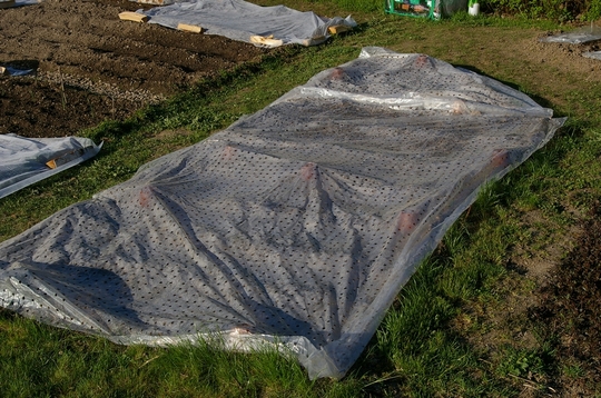 Sweetcorn is under there - hopefully it will germinate (Zea mays (Sweetcorn))