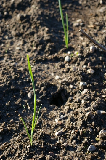 Purchased as seedling from Turku Market (Allium porrum (Leek))