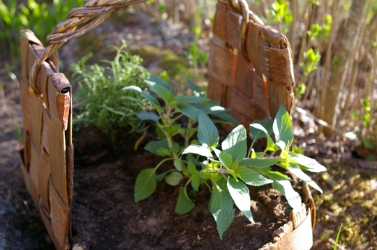Pineapple sage in basket, with Rosemary behind if (Salvia elegans (Pineapple Scented Sage))
