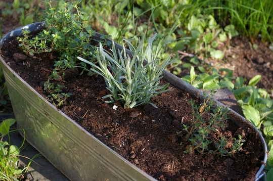 A garden flower photo (Helichrysum italicum (Curry Plant))