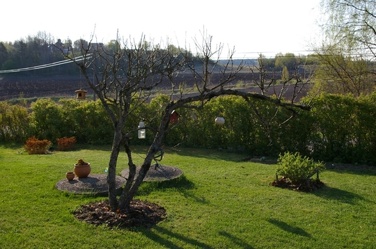 A garden flower photo