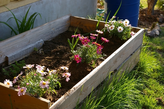 A garden flower photo
