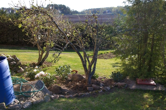 A garden flower photo