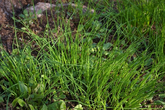A garden flower photo (Allium schoenoprasum (Chives))