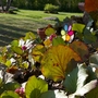 A garden flower photo (Bergenia cordifolia (Elephant's ears))