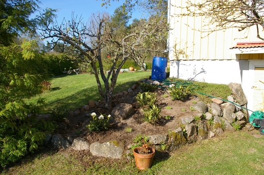 A garden flower photo
