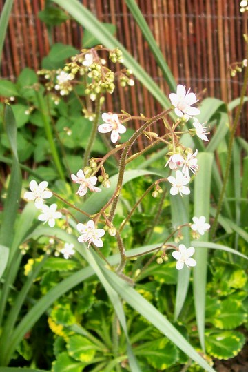 4_5_10.jpg (Saxifraga umbrosa)