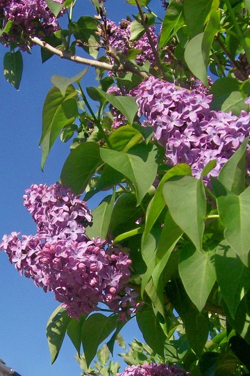 6_5_2.jpg (Syringa vulgaris)