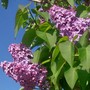 6_5_2.jpg (Syringa vulgaris)