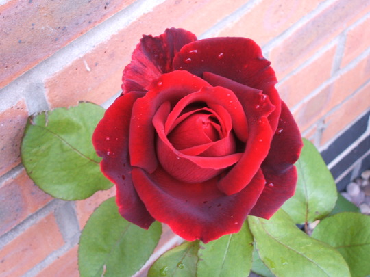 Rose Scented