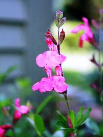 Introducing My Garden