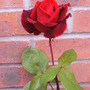 Rose_scented