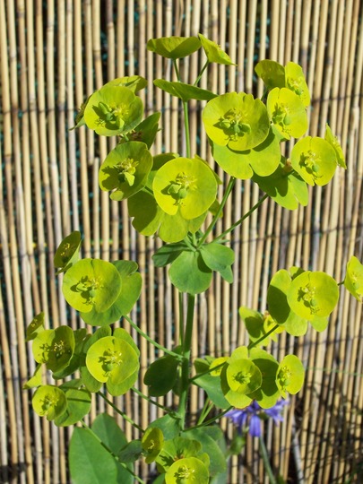 A garden flower photo