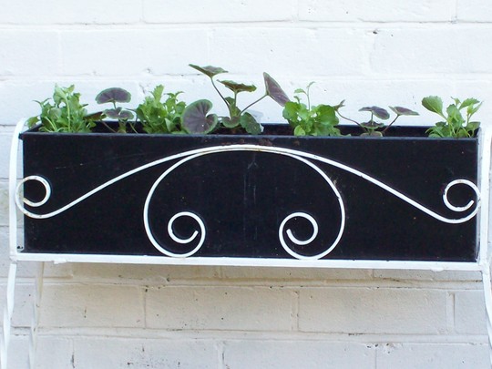 Potted my £1 Planters up 2 day