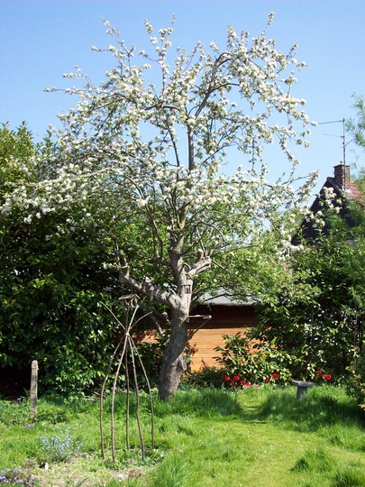 Old Apple Tree
