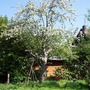 Old Apple Tree