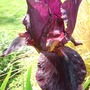 Purple_iris_1