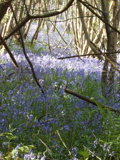 Bluebells (Hyacinthoides non-scripta (Bluebell))