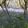 Bluebells2