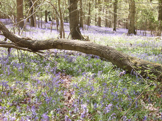 Bluebells (Hyacinthoides non-scripta (Bluebell))