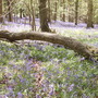 Bluebells7