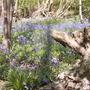 Bluebells (Hyacinthoides non-scripta (Bluebell))