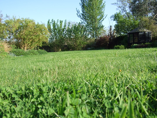 long grass.