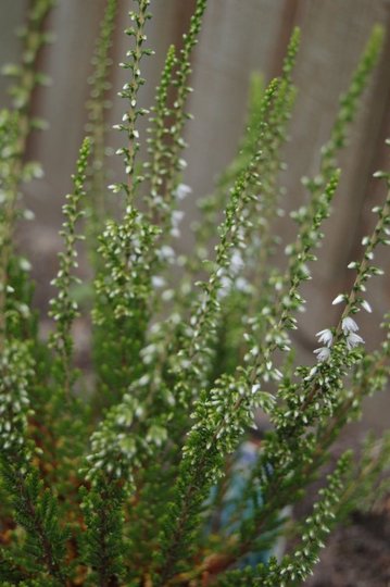 Flowering Heather (Calluna vulgaris)