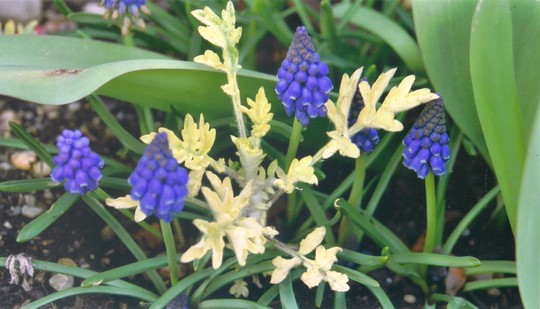 Grape Hyacinth and Artemisia (Artemisia vulgaris (Wormwood))