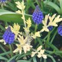 Grape Hyacinth and Artemisia (Artemisia vulgaris (Wormwood))