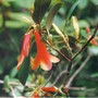Bell_rhodie