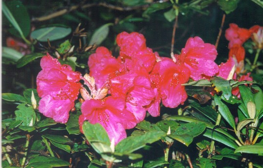 dark pink rhodie (rhododendron)