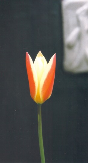 mini tulip (tulip hybrids)
