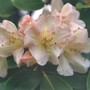 Pale_pink_rhodie
