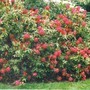 President_roosevelt_rhodie