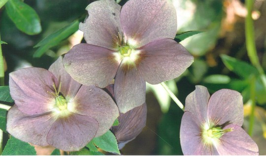 purple hellebore (Helleborus orientalis (Lenten rose))
