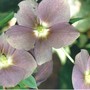 purple hellebore (Helleborus orientalis (Lenten rose))