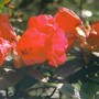 Red_rhodie