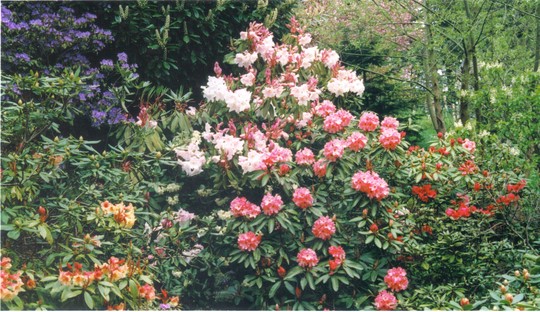 rhododendron paradise (rhododendron)